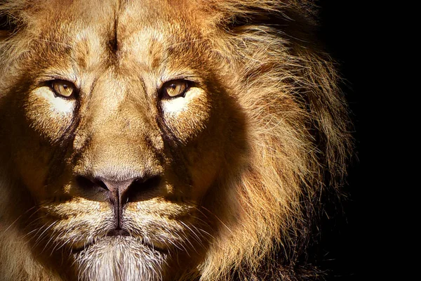 Lion Mâle Africain Portrait Animal Sauvage — Photo