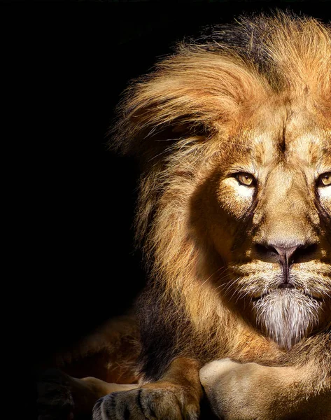 Potret Singa Jantan Afrika Binatang Liar Terisolasi — Stok Foto