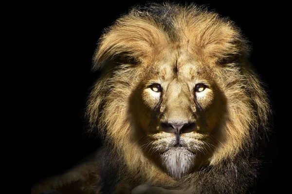 非洲雄狮肖像 野生动物隔离 — 图库照片