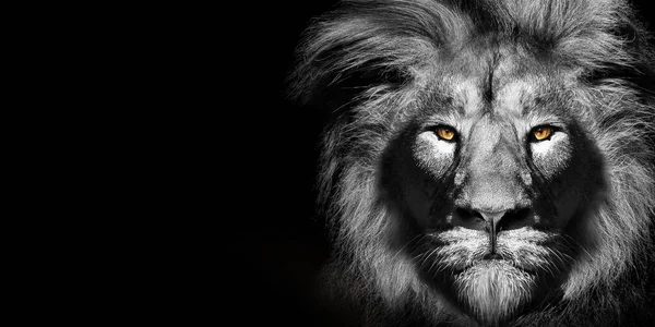 Afrikanisches Löwenmännchen Porträt Wildtier Isoliert — Stockfoto