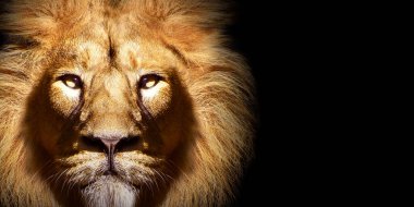 Afrika erkek aslan portresi, yaban hayatı izole edilmiş hayvan.