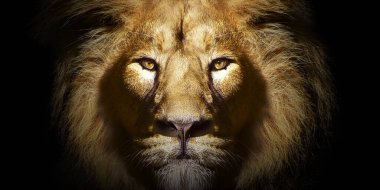 Afrika erkek aslan portresi, yaban hayatı izole edilmiş hayvan.