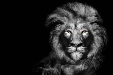 Afrika erkek aslan portresi, yaban hayatı izole edilmiş hayvan.