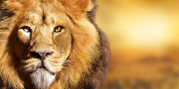 African male lion portrait , wildlife animal isolated