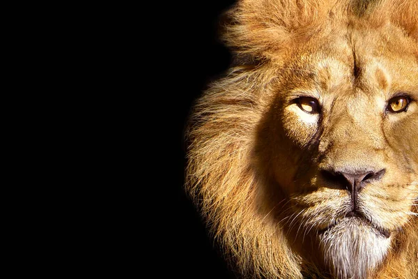African Male Lion Portrait Wildlife Animal Isolated — Stock Photo, Image