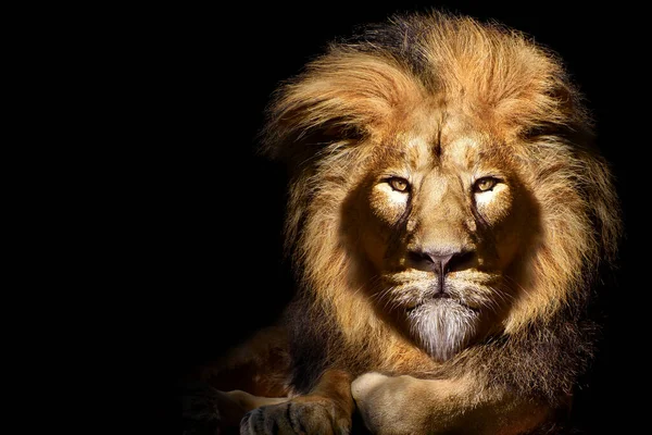 Lion Mâle Africain Portrait Animal Sauvage Isolé — Photo