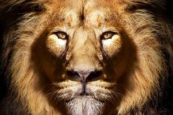 Afrikanska Manliga Lejon Porträtt Vilda Djur Isolerad — Stockfoto