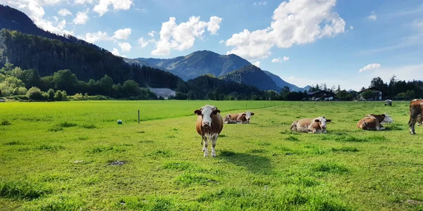 Koeien Vlakten Groen Gras Bergen Wolken — Stockfoto