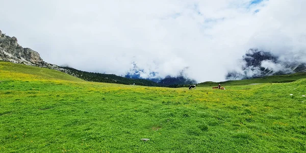 Kühe Auf Den Ebenen Grünes Gras Auf Den Bergen Und — Stockfoto