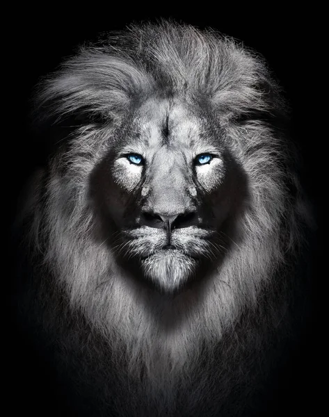 Leão Branco Com Olhos Azuis Retrato Animais Selvagens Isolados — Fotografia de Stock