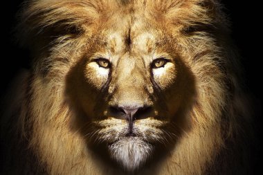 Afrika erkek aslan portresi, yaban hayatı izole edilmiş hayvan.