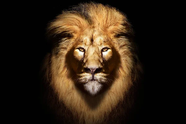 African Male Lion Portrait Wildlife Animal Isolated Stock Picture