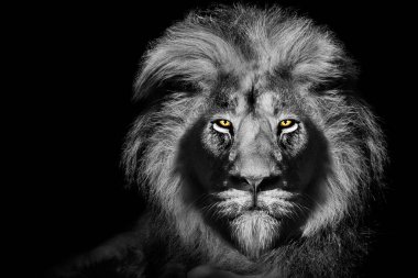 Afrika erkek aslan portresi, yaban hayatı izole edilmiş hayvan.