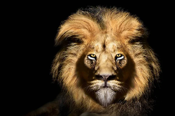 African Male Lion Portrait Wildlife Animal Isolated — Stock Photo, Image