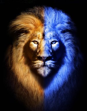 Afrika erkek aslan portresi, yaban hayatı izole edilmiş hayvan.