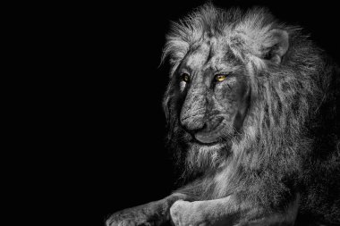 Aslan kral izole edilmiş, vahşi hayvan portresi, siyah beyaz
