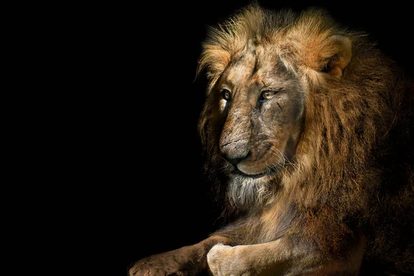 Singa Raja Terisolasi Portrait Binatang Satwa Liar — Stok Foto
