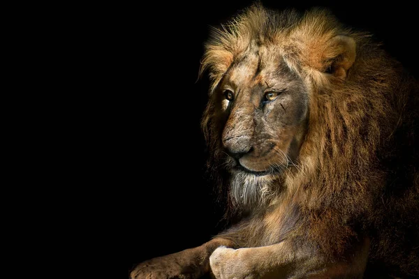 Lion Roi Isolé Portrait Animaux Sauvages — Photo