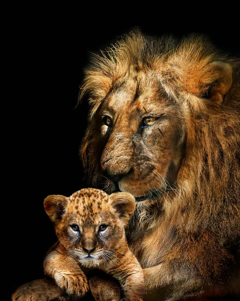 Lion Adulte Ourson Animaux Africains Mammifères Sauvages Isolé — Photo