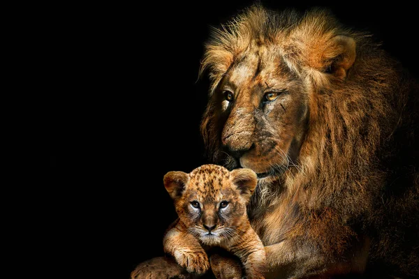 ライオン大人と子 アフリカの動物哺乳動物野生動物 ロイヤリティフリーのストック画像