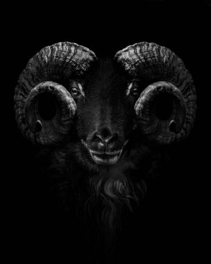 Ram, kafanın ve boynuzlarının etrafını siyah arka plana izole edilmiş, siyah beyaz bir hayvanın boynuzlarıyla kapat.