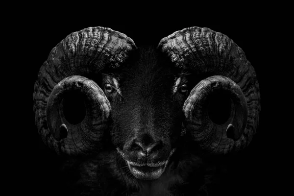 Ram Close Head Horns Wild Big Horned Isolado Para Preto — Fotografia de Stock