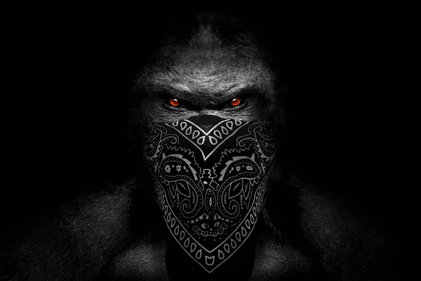 大猩猩老大说唱头巾哺乳动物脸黑白的 — 图库照片