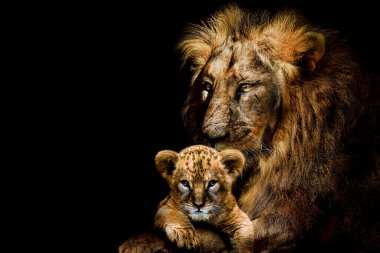 Lion adult and cub , african animals mammal wildlife , isolated clipart