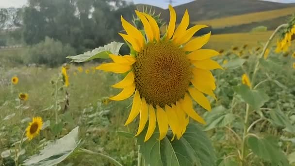 Flower Growing Sunflower Field — Stock Video