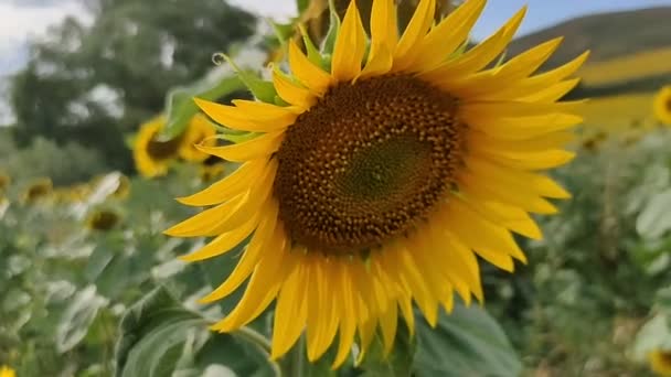 Sunflower Flower Growing Field Summer — Vídeo de stock