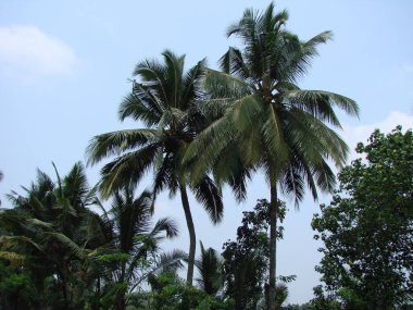 Hindistan 'da iki palmiye ağacı