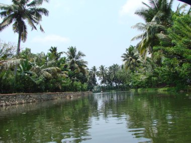 Hindistan 'da palmiye ağaçları, mavi gökyüzü ve göl