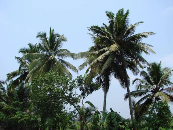 Пальмы Индии Голубое Небо — стоковое фото