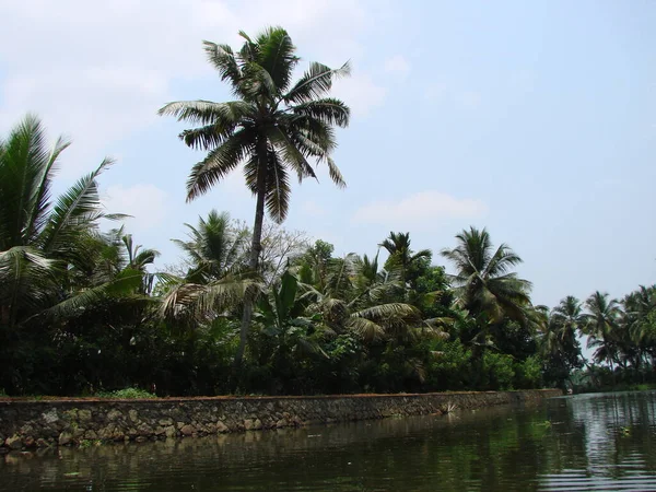 Palmbomen India Tegen Blauwe Lucht Het Meer — Stockfoto