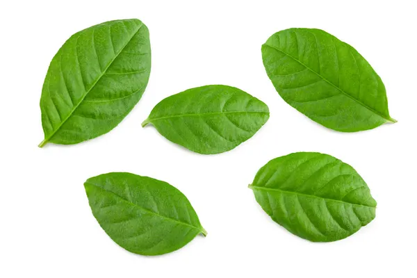 Guava Gröna Blad Isolerad Vit Bakgrund Klippväg — Stockfoto