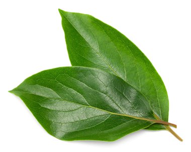 Hurma yaprakları beyaz arka planda izole edilmiş. kırpma yolu