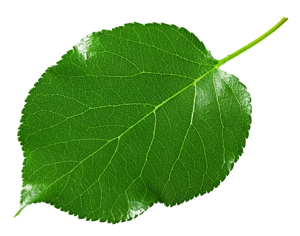Kayısı Yeşili Yaprak Beyaz Arkaplanda Izole Edilmiş Kırpma Yolu — Stok fotoğraf