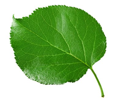 Kayısı yeşili yaprak beyaz arkaplanda izole edilmiş. kırpma yolu