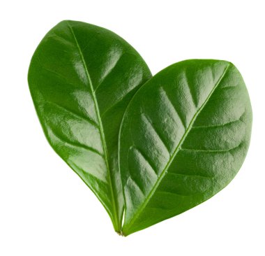 Lychee yaprakları beyaz arka planda izole. Kesme yolu. en üstteki görünüm