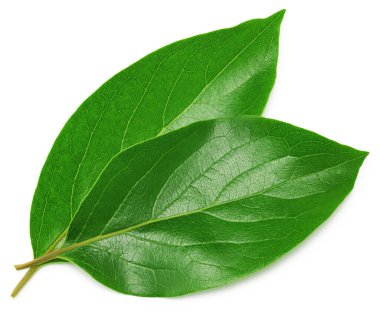 Hurma yaprakları beyaz arka planda izole edilmiş. kırpma yolu