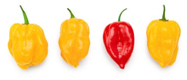 Beyaz arka planda izole edilmiş sarı ve kırmızı habanero acı biber. kırpma yolu