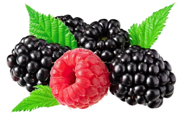 Blackberries Leaves Raspberries Isolated White Background Clipping Path — 图库照片