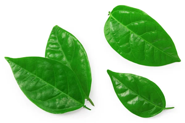 Granadilla Zelené Listy Izolované Bílém Pozadí Cesta Oříznutí — Stock fotografie