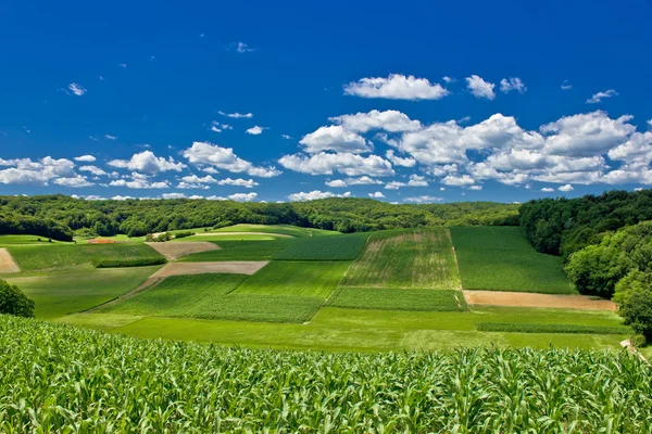 Красивый зеленый сельскохозяйственный ландшафт Хорватии — стоковое фото