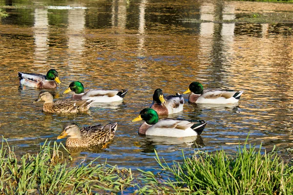 Ördekler üzerinde gacka Nehri Bahar, Hırvatistan — Stok fotoğraf