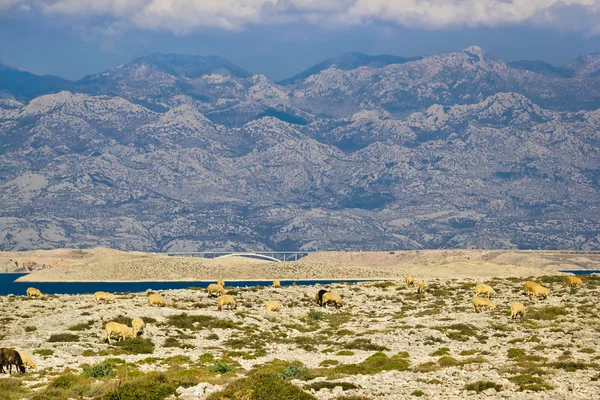 Desierto de piedra bajo la montaña Velebit — Foto de Stock