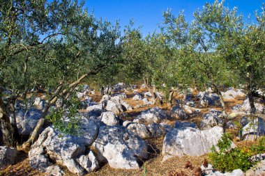 olve tree grove taş peyzaj