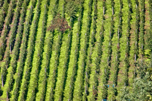 Verde colina viñedo vista aérea — Foto de Stock