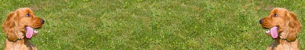 Cocker Spaniel wide grass background display — Stock Photo, Image