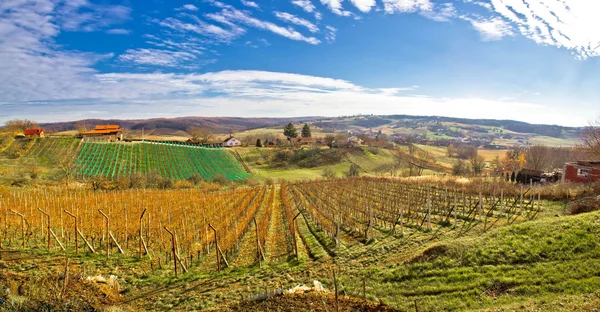 Bilogora vineyard landscape in Croatia — Stock Photo, Image